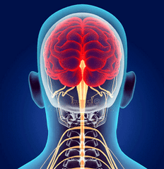 illustration of the nerve canals of the cervical spine